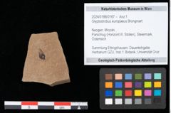 Foto (Objekt + Etikett) von Glyptostrobus europaeus Brongniart (NHMW-GEO-2024-0188-0167)